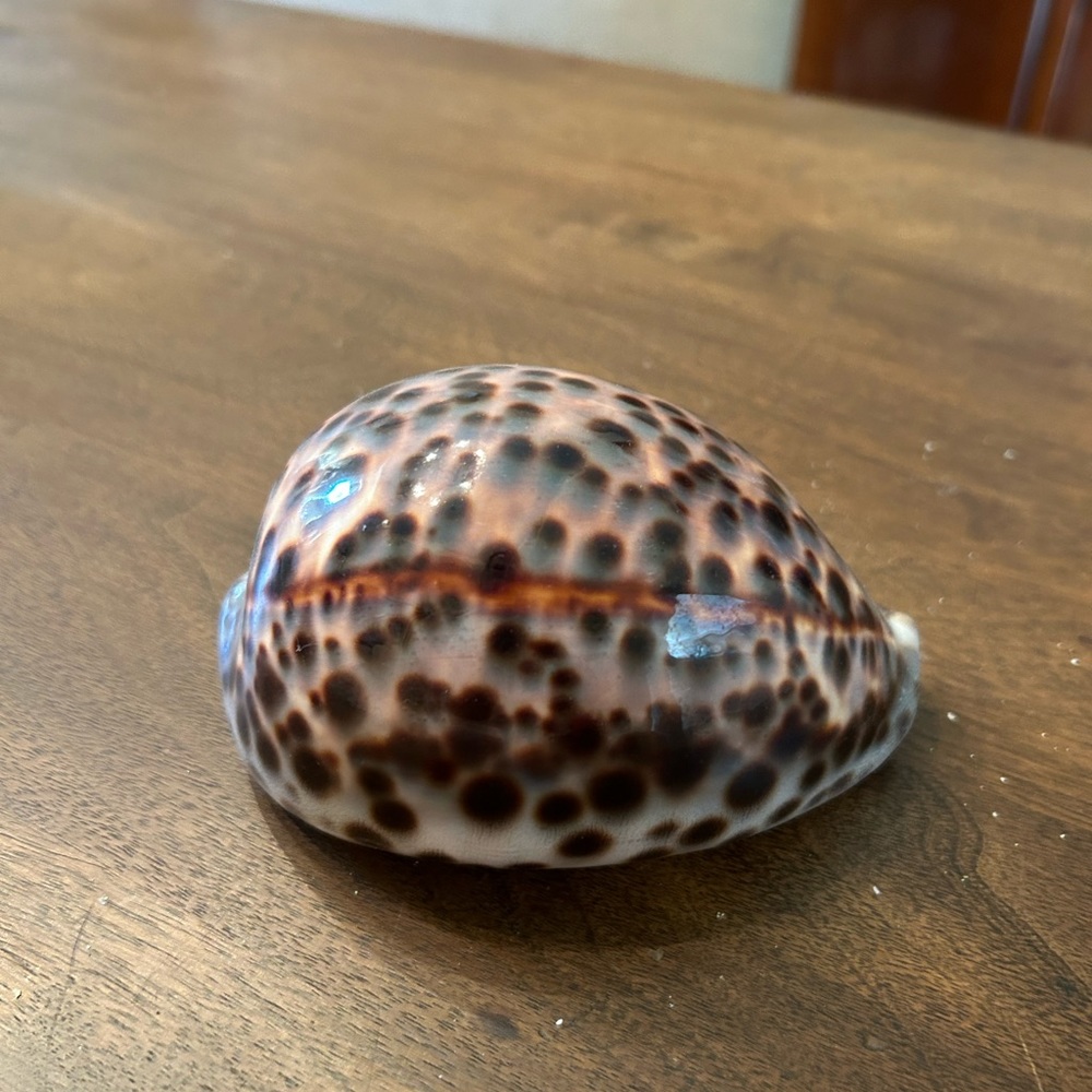 Tiger seashell - Picture 3 of 5